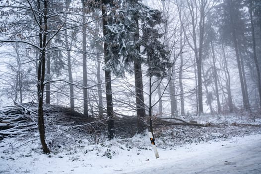 Trees in a forest in winter with snow and fog