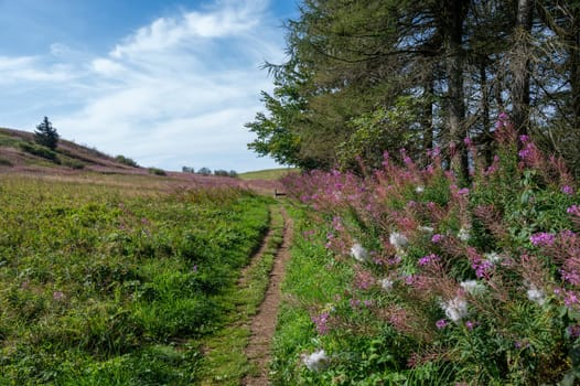 Blooming willowherb (Epilobium angustifolium) on a meadow, next to a footpath with trees and blue sky, a bench at the end of the path