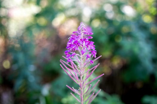 A willowherb ( Epilobium angustifolium ) with natural bokeh in the background