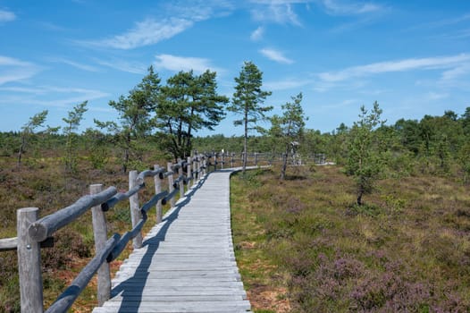Black moor in the Rhoen, Bavaria, Germany, in summer  with Heather and  a new moor path