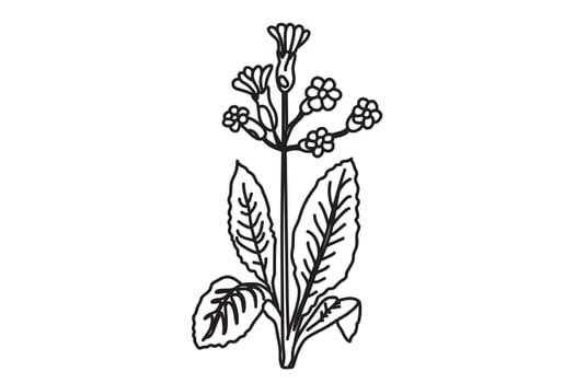 Black and white botanical plants and flowers. Line art floral bouquet, outline vector illustration background. Trendy graphic design for wedding invitation greeting card poster flyer event celebration