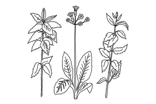 Black and white botanical plants and flowers. Line art floral bouquet, outline vector illustration background. Trendy graphic design for wedding invitation greeting card poster flyer event celebration