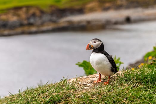 Atlantic puffin standing on grassy cliff overlooking water. Iceland