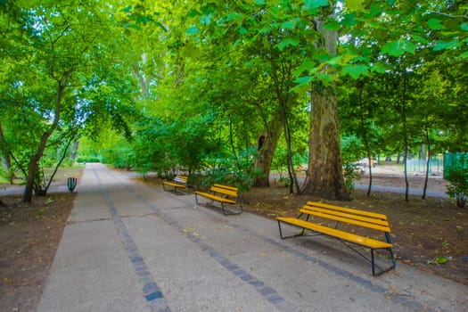 Street trees and road signs. Shooting Location: Hungary, Budapest