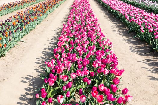 Blooming tulips field in Holland, springtime - beautiful multicolored background, sunlight