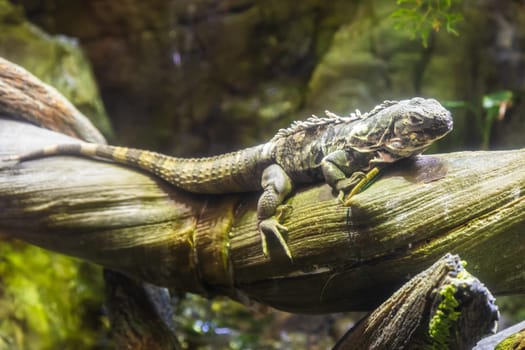 Green Iguana: large, arboreal, mostly herbivorous species of lizard of the genus Iguana