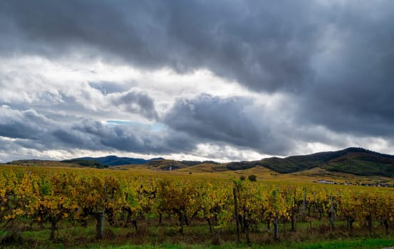 A field of grapes is shown with a cloudy sky in the background. Scene is somewhat somber and peaceful, Alsace, France