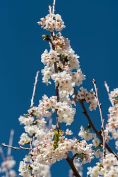 Surrender to the gentle serenade of cherry blossoms adorning tree branches, with a soft background blur enhancing their ethereal beauty, creating a harmonious scene of seasonal delight