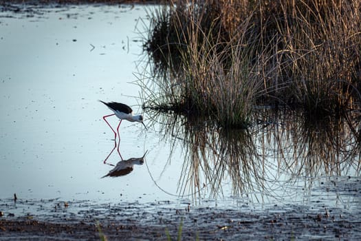 Amidst verdant marsh foliage, a black-winged stilt gracefully feeds, its image reflected in the tranquil waters, offering a serene glimpse into the harmony of wetland life