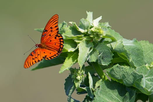 A close up of a gulf fritillary butterfly in Deland, Florida.