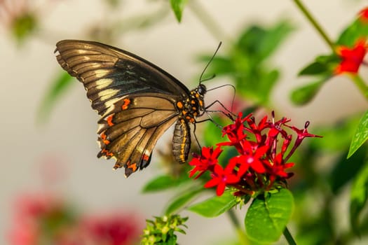 A pretty butterfly  lands on a red flower in Deland, Flower.