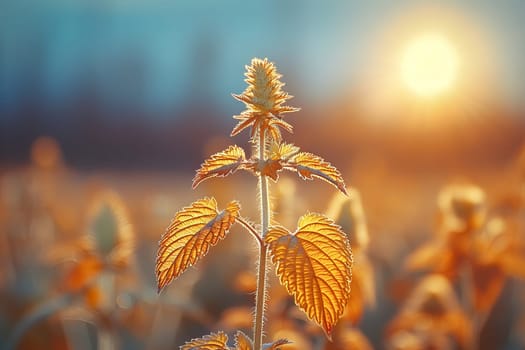 A vibrant plant stands tall against a stunning sunrise. The warm light highlights the intricate details of the leaves, creating a peaceful atmosphere in the natural setting during early morning.