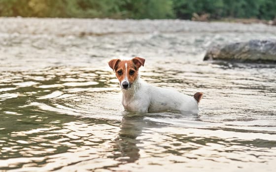 Small Jack Russell terrier crawling in shallow water on a summer day