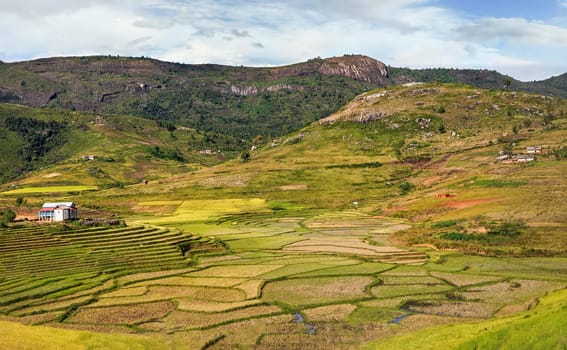 Typical Madagascar landscape - green and yellow rice terrace fields on small hills with clay houses in Andringitra region near Sendrisoa
