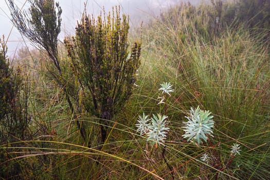 Local flora - grass and small bushes, most of it endemic to Madagascar growing in Andringitra National Park as seen during trek to peak Boby