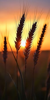 Silhouetted wheat stalks against a vibrant sunset, showcasing nature's beauty and agricultural serenity.
