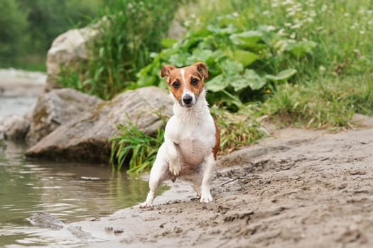 Small Jack Russell terrier getting out from water to sandy beach, her fur wet after swimming, grass growing near riverbank in background