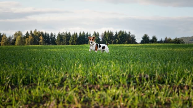 Jack Russell terrier dog standing on large green field, blurred trees in background, view from side