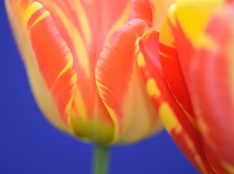 tulpe, tulipa, tulpen, rot, orange, garten, gartenblume, gartenblumezierpflanze, gelb-rot, liliengewächse, pflanze, pflanzen, blume, blumen, blüte, blüten, nahaufnahme,close-up