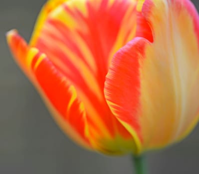 tulpe, tulipa, rot, orange, garten, gartenblume, gartenblumezierpflanze, gelb-rot, liliengewächse, pflanze, pflanzen, blume, blumen, blüte, blüten, nahaufnahme,close-up
