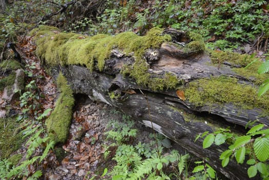 Vermodernder Baumstamm,baum, stamm, baumstamm, altholz, alt, moder, wald, tot, totholz, moos