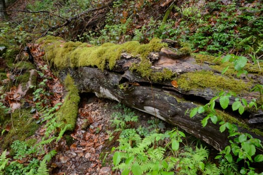 Vermodernder Baumstamm,baum, stamm, baumstamm, altholz, alt, moder, wald, tot, totholz, moos