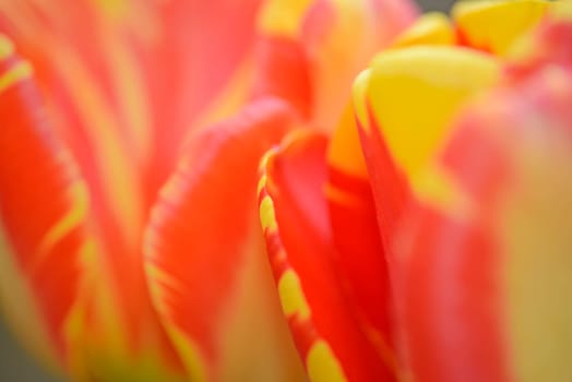 tulpe, tulipa, rot, orange, garten, gartenblume, gartenblumezierpflanze, gelb-rot, liliengewächse, pflanze, pflanzen, blume, blumen, blüte, blüten, nahaufnahme,close-up