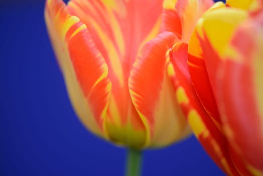 tulpe, tulipa, tulpen, rot, orange, garten, gartenblume, gartenblumezierpflanze, gelb-rot, liliengewächse, pflanze, pflanzen, blume, blumen, blüte, blüten, nahaufnahme,close-up