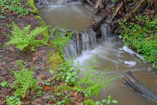 bach, wasser, fließen, fließend, frühling, wald, natur, frisch, trinkwasser, sauber, natürlich, sprudelnd, quellwasser, brunnen, quelle, quellwasser, frühjahr, farn