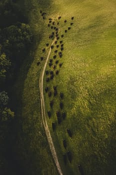 Aerial shot of a cattle herd moving along a path in a vibrant green field, bordered by trees.