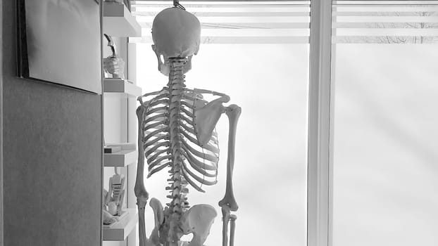 Skeleton model in a medical office, placed near a window. Grayscale image. The background is bright and minimalistic. Concept of anatomy and medical education