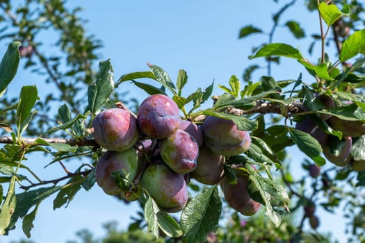 A bunch of purple plums hanging from a tree. The plums are ripe and ready to be picked