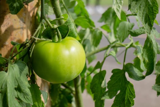 Thai agricultural produce to be exhibited at the fair, stock photo