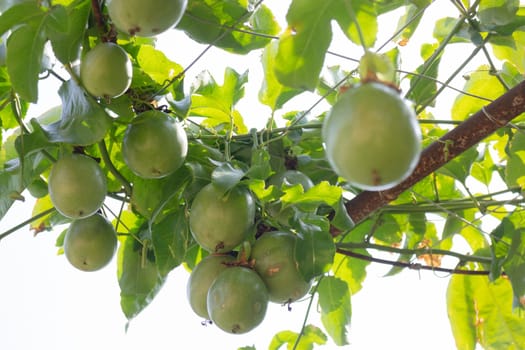 Thai agricultural produce to be exhibited at the fair, stock photo