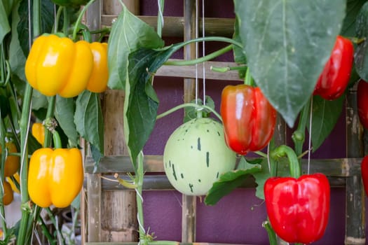 Thai agricultural produce to be exhibited at the fair, stock photo