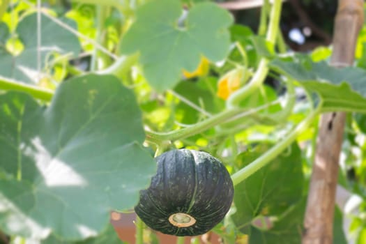Thai agricultural produce to be exhibited at the fair, stock photo