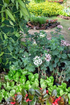 Thai agricultural produce to be exhibited at the fair, stock photo