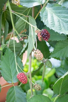 Thai agricultural produce to be exhibited at the fair, stock photo