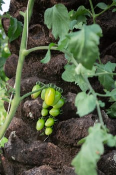 Thai agricultural produce to be exhibited at the fair, stock photo