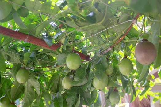 Thai agricultural produce to be exhibited at the fair, stock photo