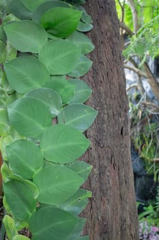 Beautiful tropical green plant and tree decorated in resort garden, stock photo