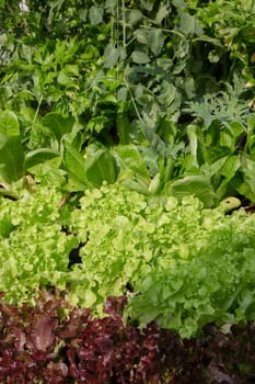Thai agricultural produce to be exhibited at the fair, stock photo