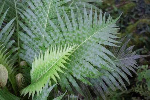 Beautiful tropical green plant and tree decorated in resort garden, stock photo