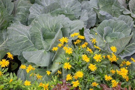 Thai agricultural produce to be exhibited at the fair, stock photo