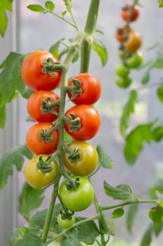 Thai agricultural produce to be exhibited at the fair, stock photo