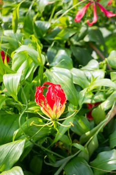 Thai agricultural produce to be exhibited at the fair, stock photo