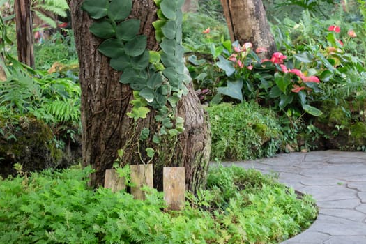 Beautiful tropical green plant and tree decorated in resort garden, stock photo