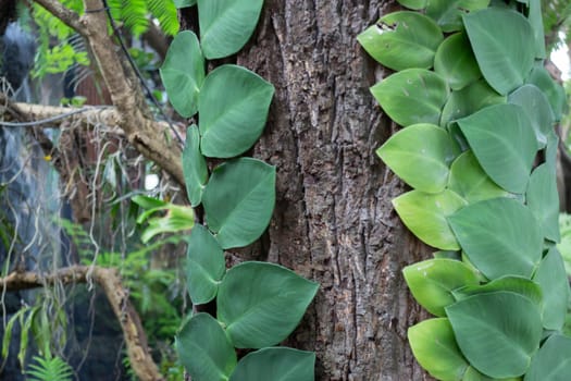 Beautiful tropical green plant and tree decorated in resort garden, stock photo