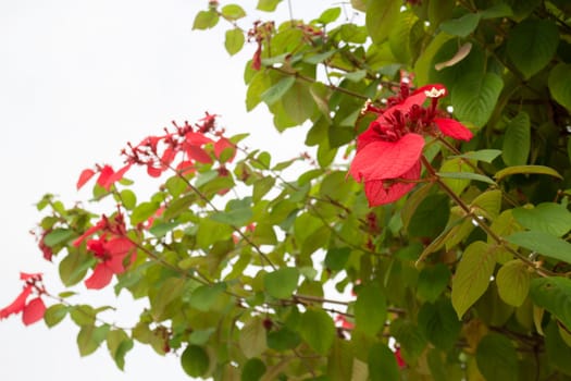 Beautiful tropical green plant and tree decorated in resort garden, stock photo