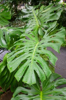Beautiful tropical green plant and tree decorated in resort garden, stock photo